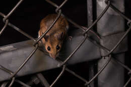 Image of White-footed Deermouse