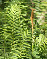 Image of cinnamon fern