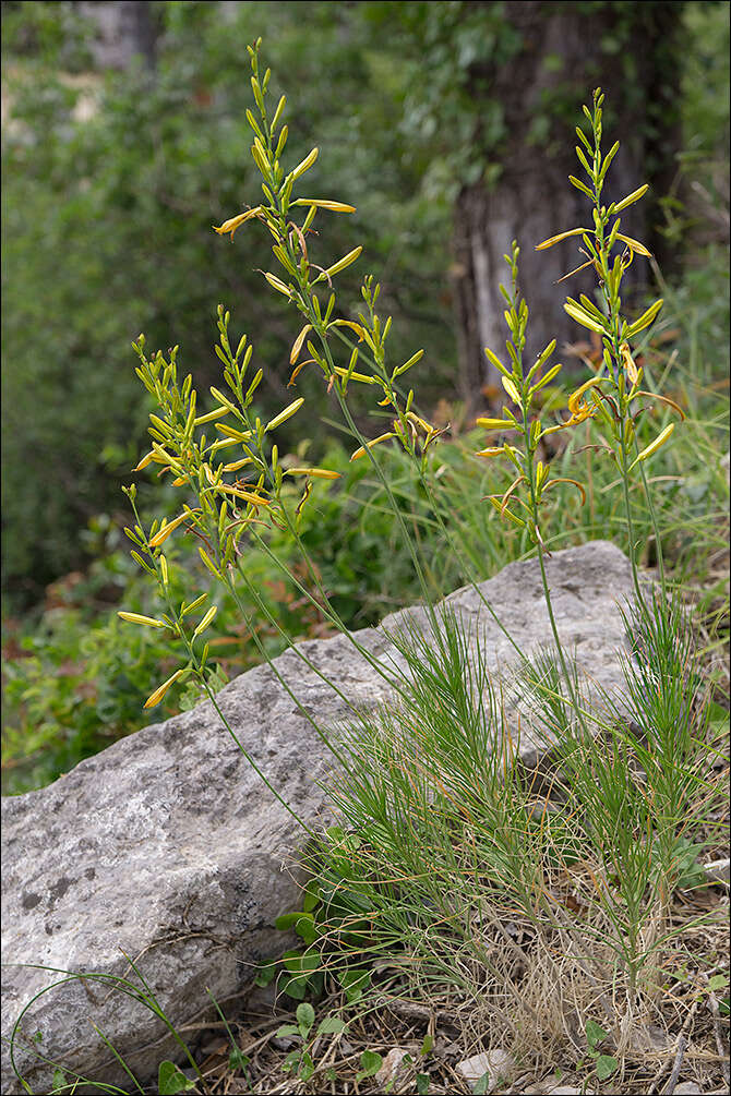 Image of Asphodeline liburnica (Scop.) Rchb.