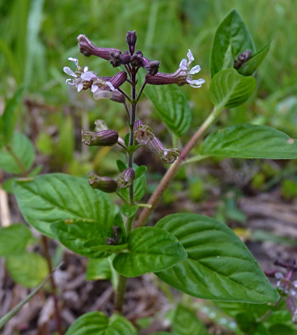 Imagem de Cuphea racemosa (L. fil.) Sprengel