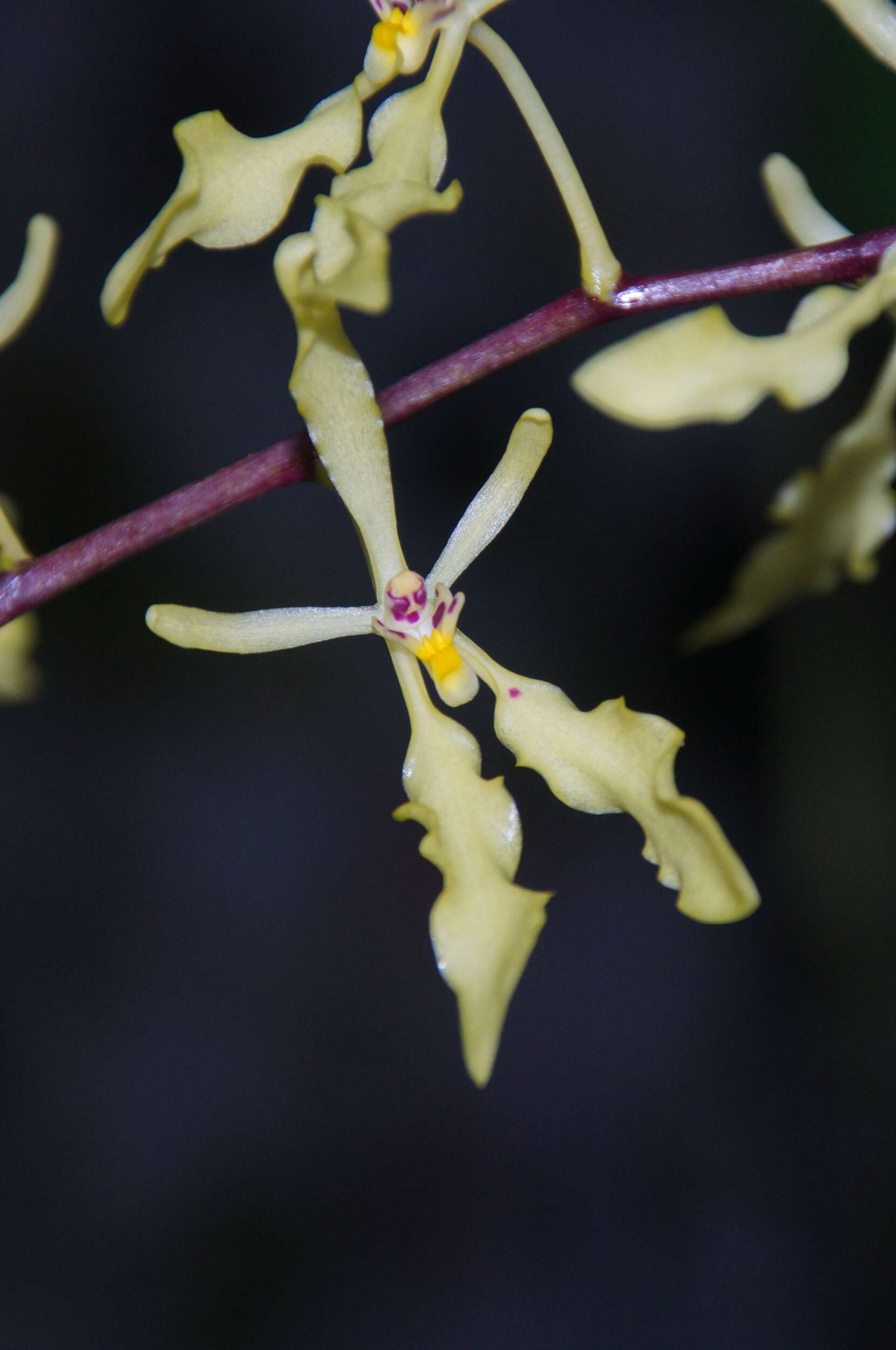 Renanthera citrina Aver.的圖片