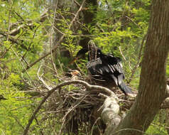 Image de Anhinga d'Amérique