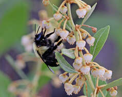 Image of Common Eastern Bumblebee