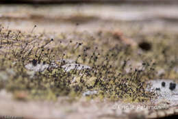 Image of Green stubble lichen;   Spike lichen;   Frog stubble