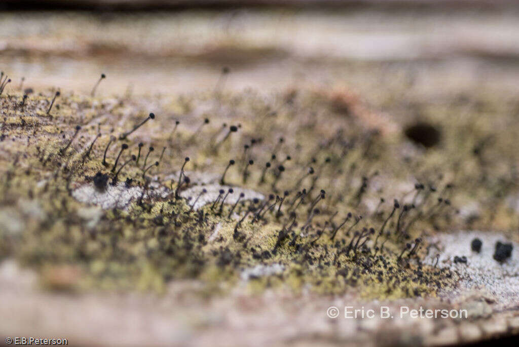 Plancia ëd Calicium viride Pers.