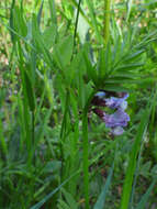 Image of bush vetch