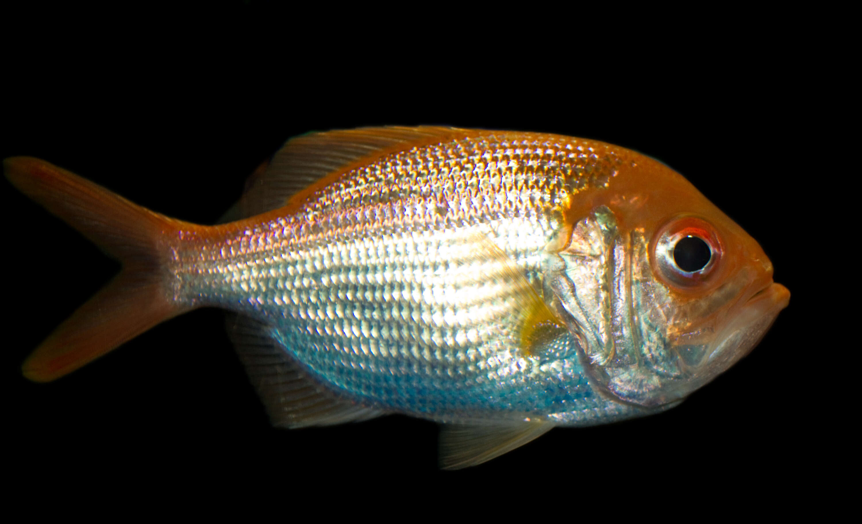 Image of Eastern nannygai