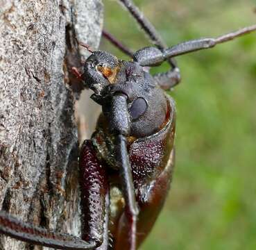 Image of Macrotoma natala Thomson 1861