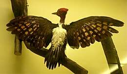 Image of Robust Woodpecker