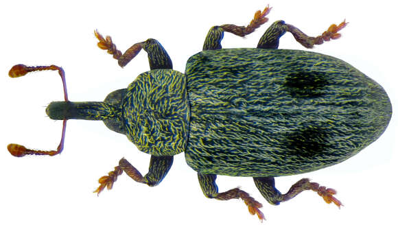 Image of Ellescus bipunctatus (Linnaeus & C. 1758)