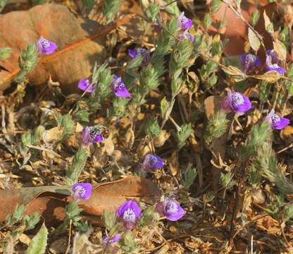 Image of Hygrophila serpyllum (Nees) T. Anderson