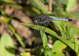 Image of Little Blue Dragonlet