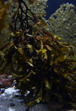 Image of toothed wrack