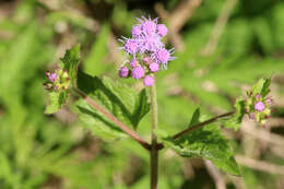 Image de Conoclinium coelestinum (L.) DC.