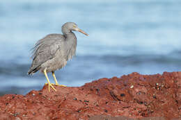 Image de Aigrette sacrée