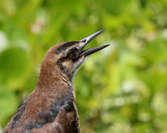 Image of Boat-tailed Grackle