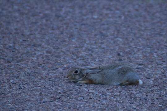 Image of Audubon's Cottontail