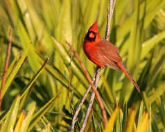 Image of Cardinalis Bonaparte 1838