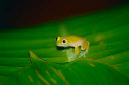 Image of Hyalinobatrachium kawense Castroviejo-Fisher, Vilà, Ayarzagüena, Blanc & Ernst 2011