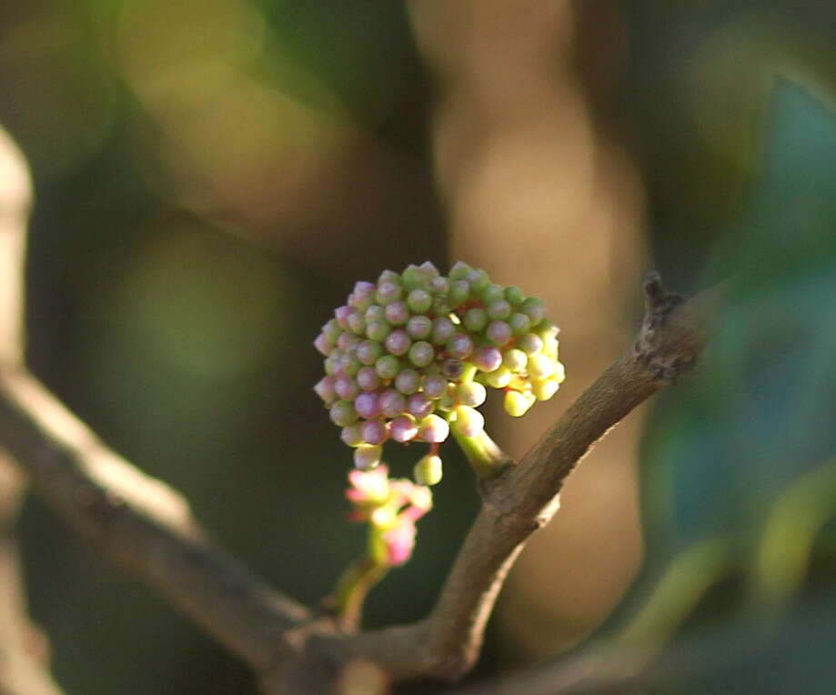 Image of Memecylon umbellatum Burm. fil.