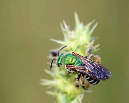 Image of Agapostemon splendens (Lepeletier 1841)