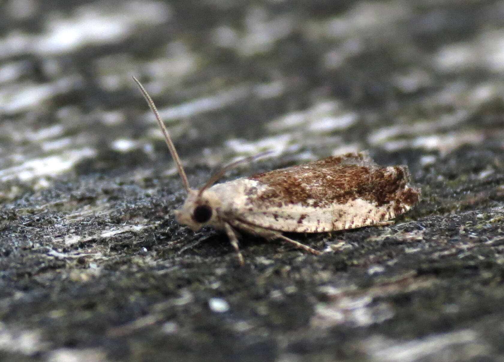 Image of Epinotia ramella Linnaeus 1758