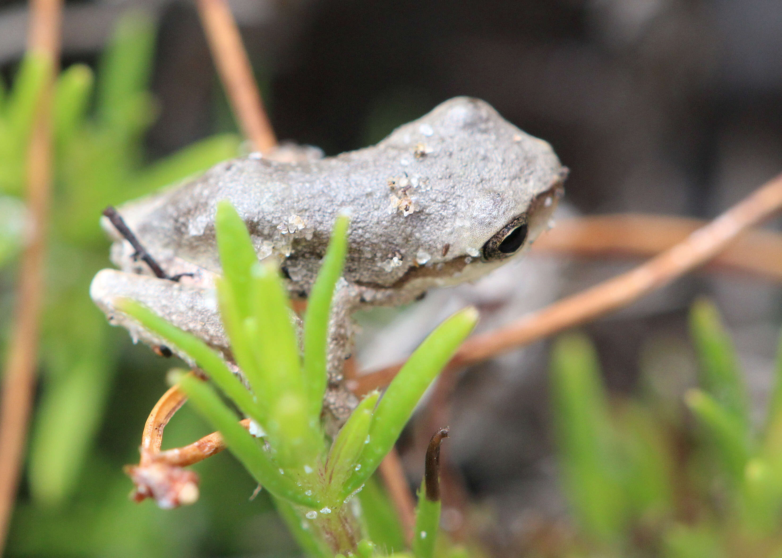 Image of Pine Woods Treefrog