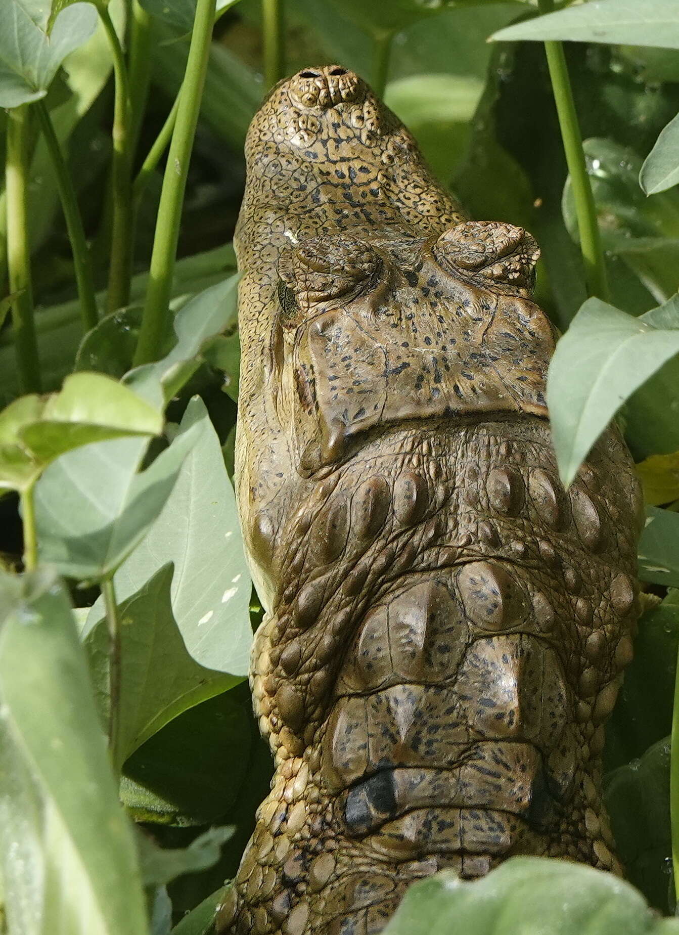 Image of Common Caiman