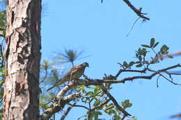 Image of American Mourning Dove