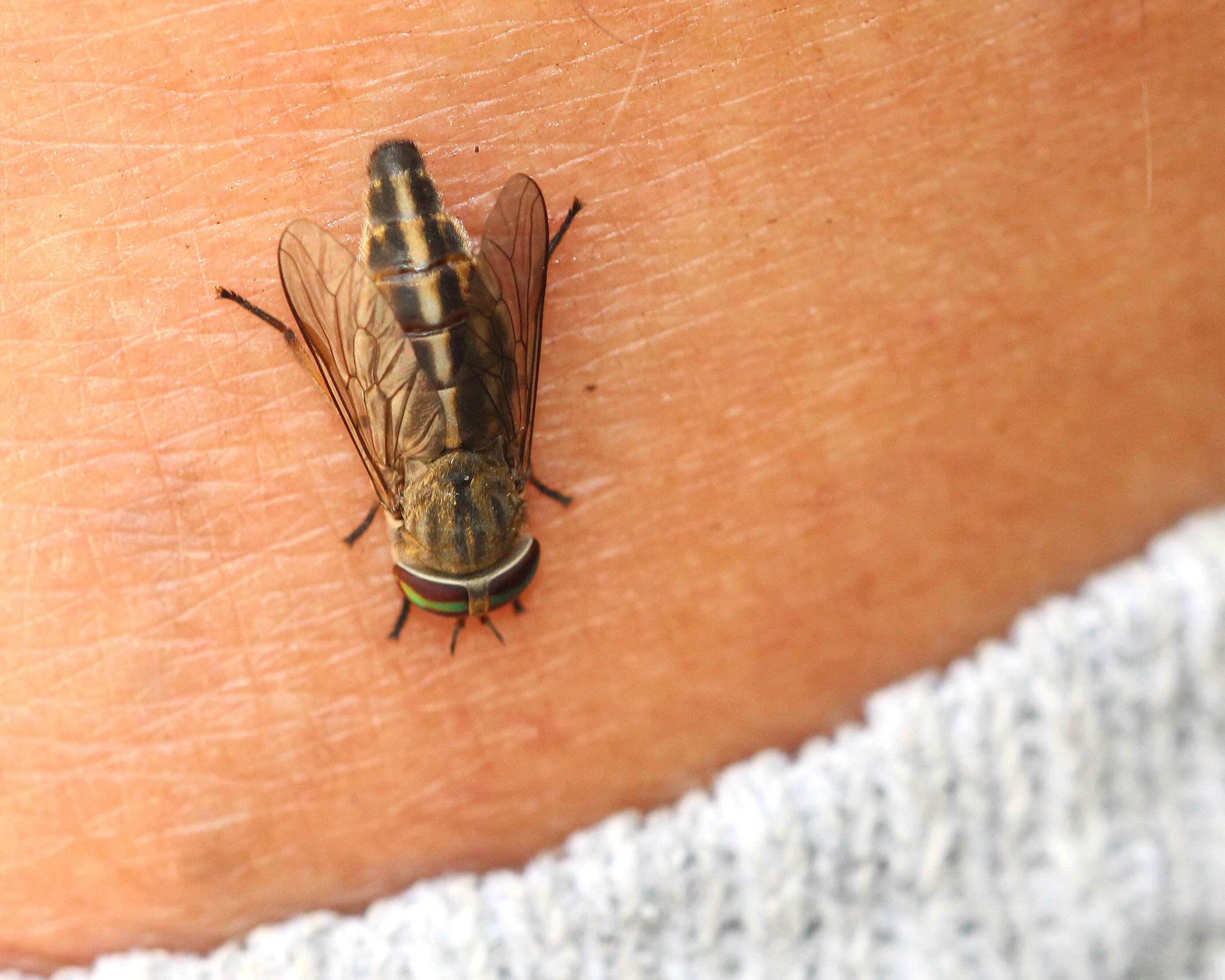 Image of Striped Horse Fly