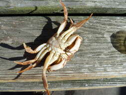 Image of Atlantic Rock Crab