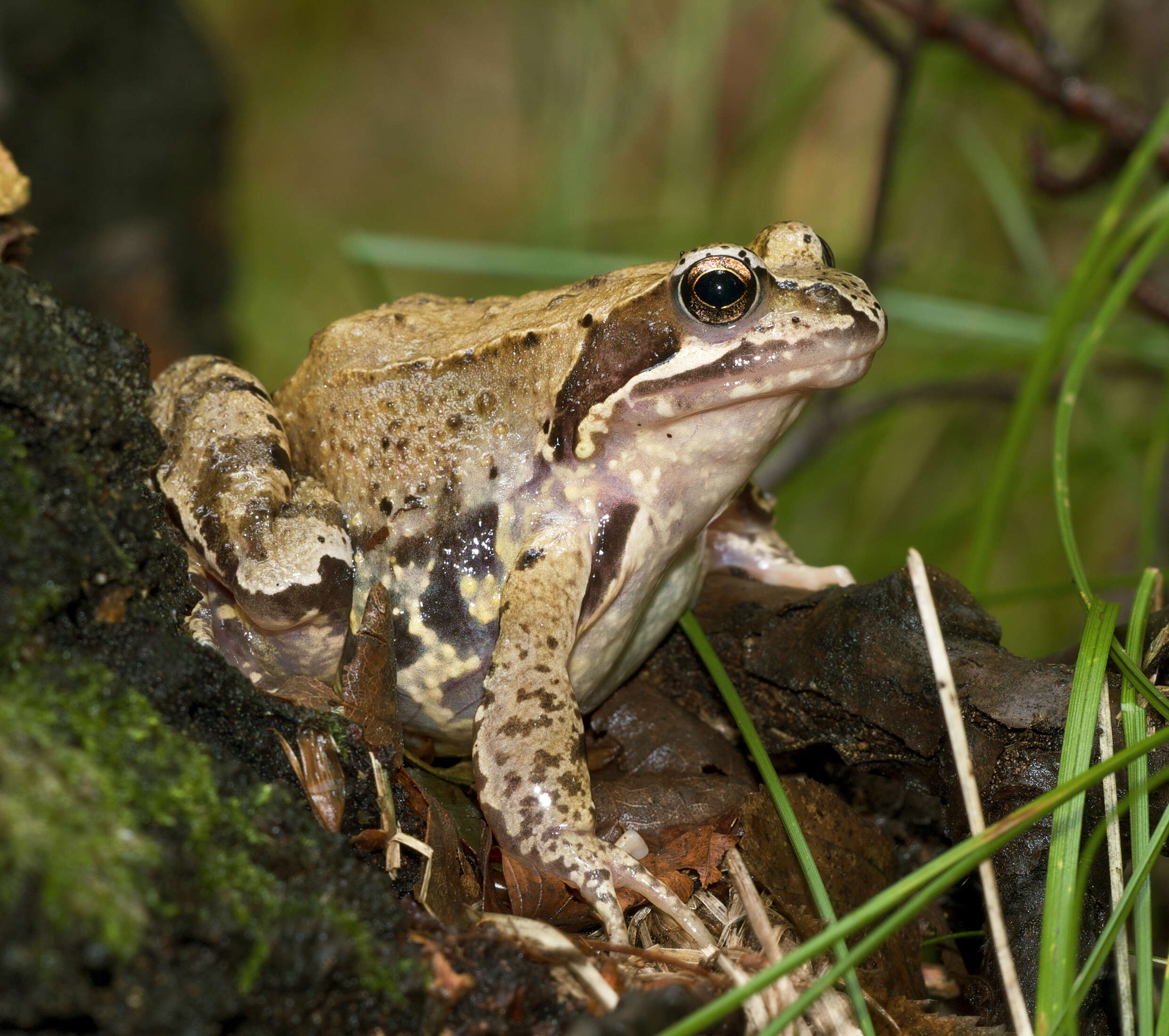 Image of Common frog