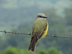 Image of Tropical Kingbird