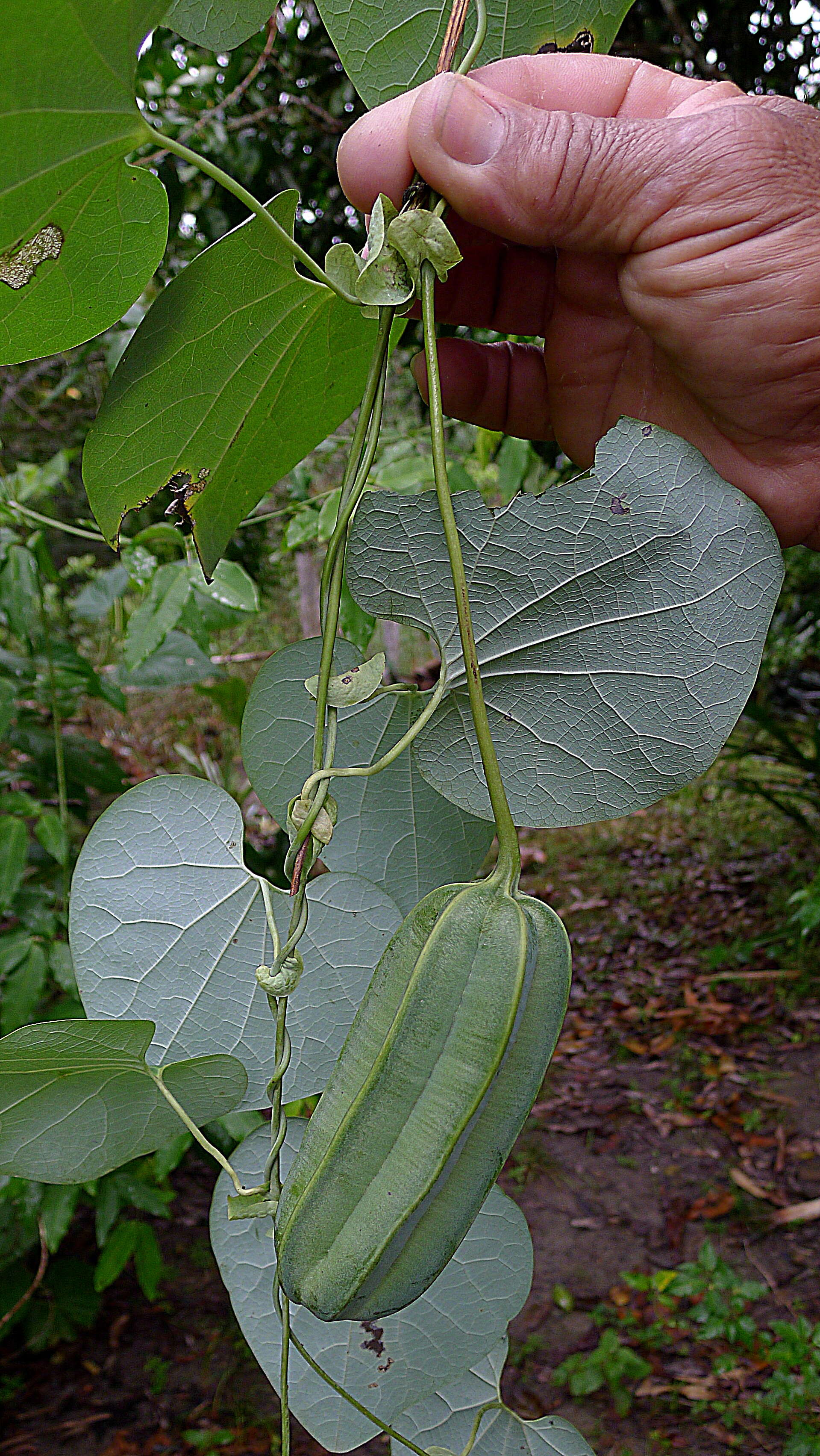 Image de Aristolochia labiata Willd.