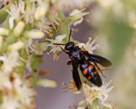 Sivun Scolia nobilitata (Fabricius 1805) kuva