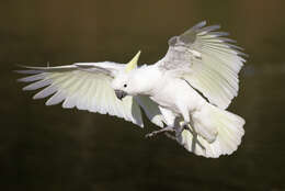 Image of Sulphur-crested Cockatoo