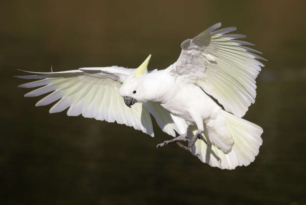 Image of Sulphur-crested Cockatoo