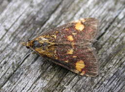 Image of Mint moth