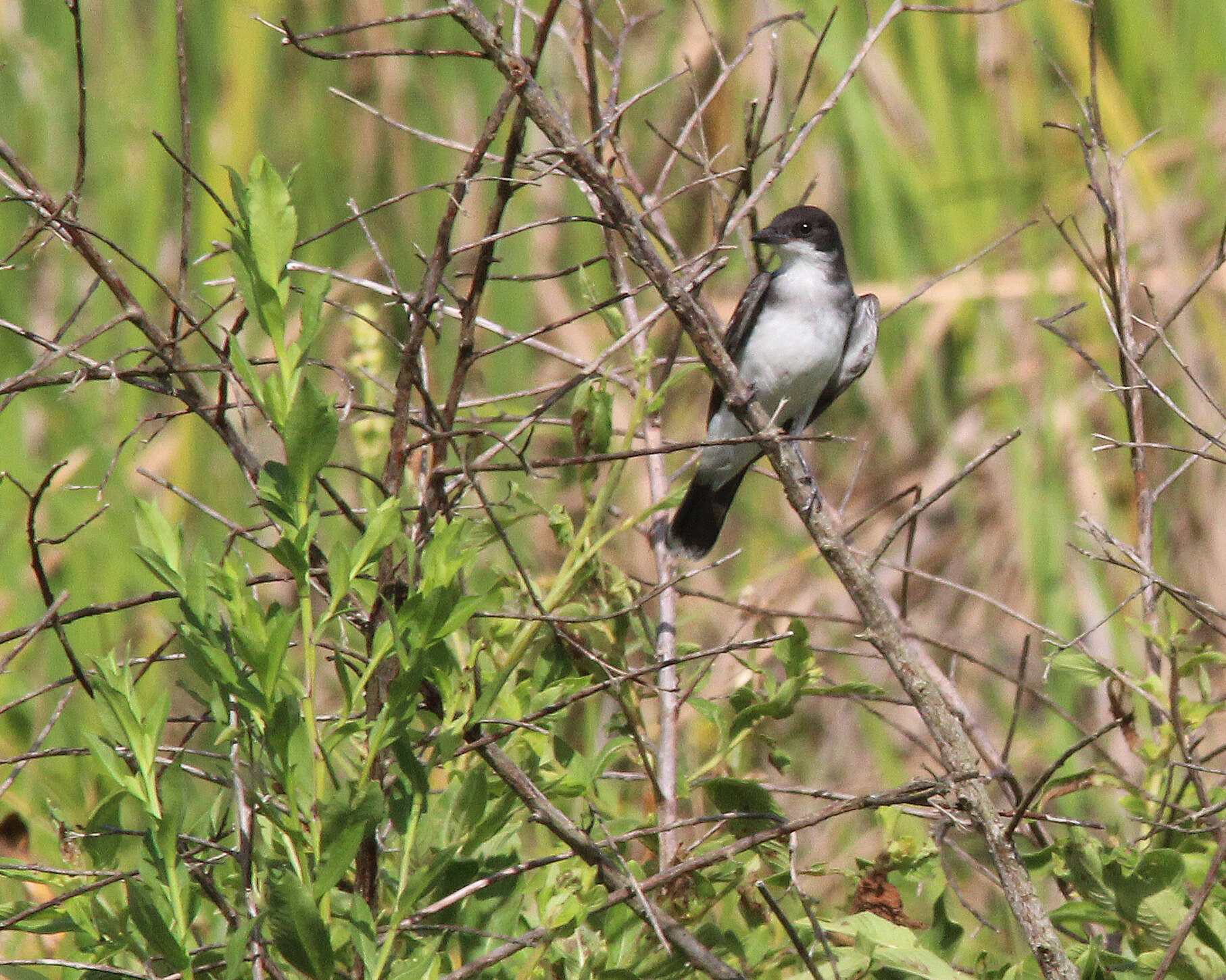 Image of Eastern Kingbird