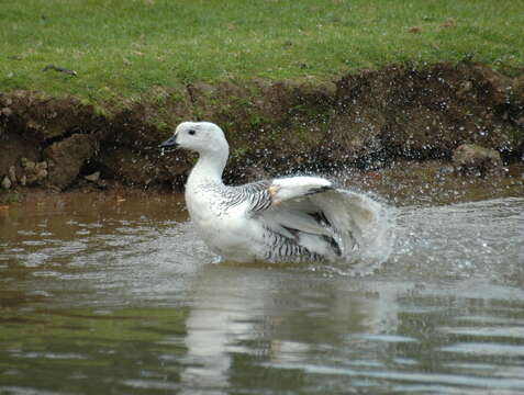 Image of magellan goose, upland goose