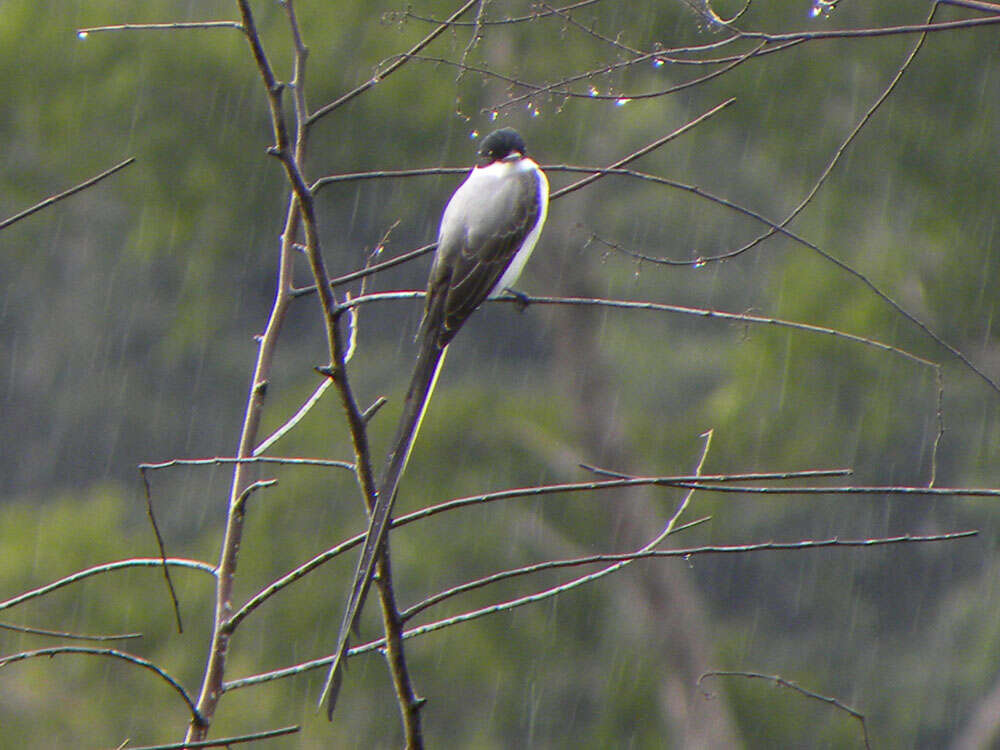 Image of Fork-tailed Flycatcher