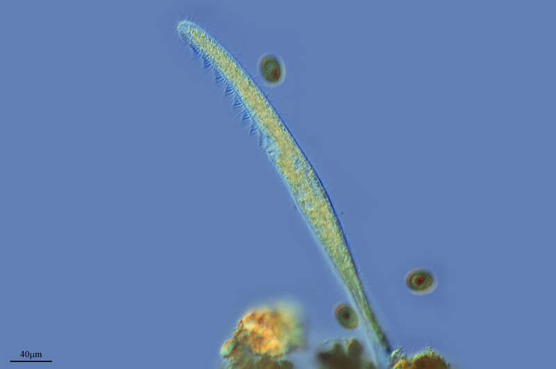 Слика од Spirostomum minus