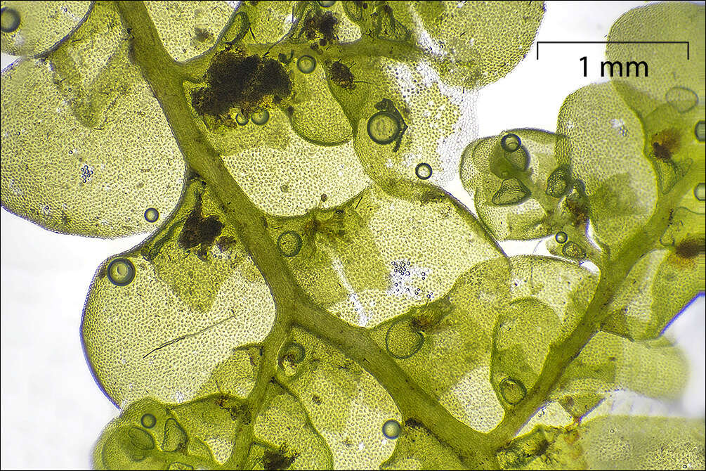 Image of Even Scalewort