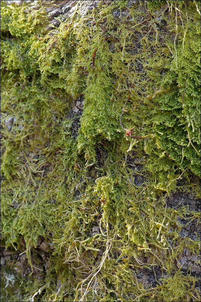 Image of Metzgeria furcata (L.) Corda