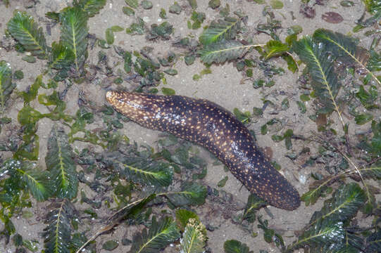 Image of Holothuria (Theelothuria) notabilis Ludwig 1875