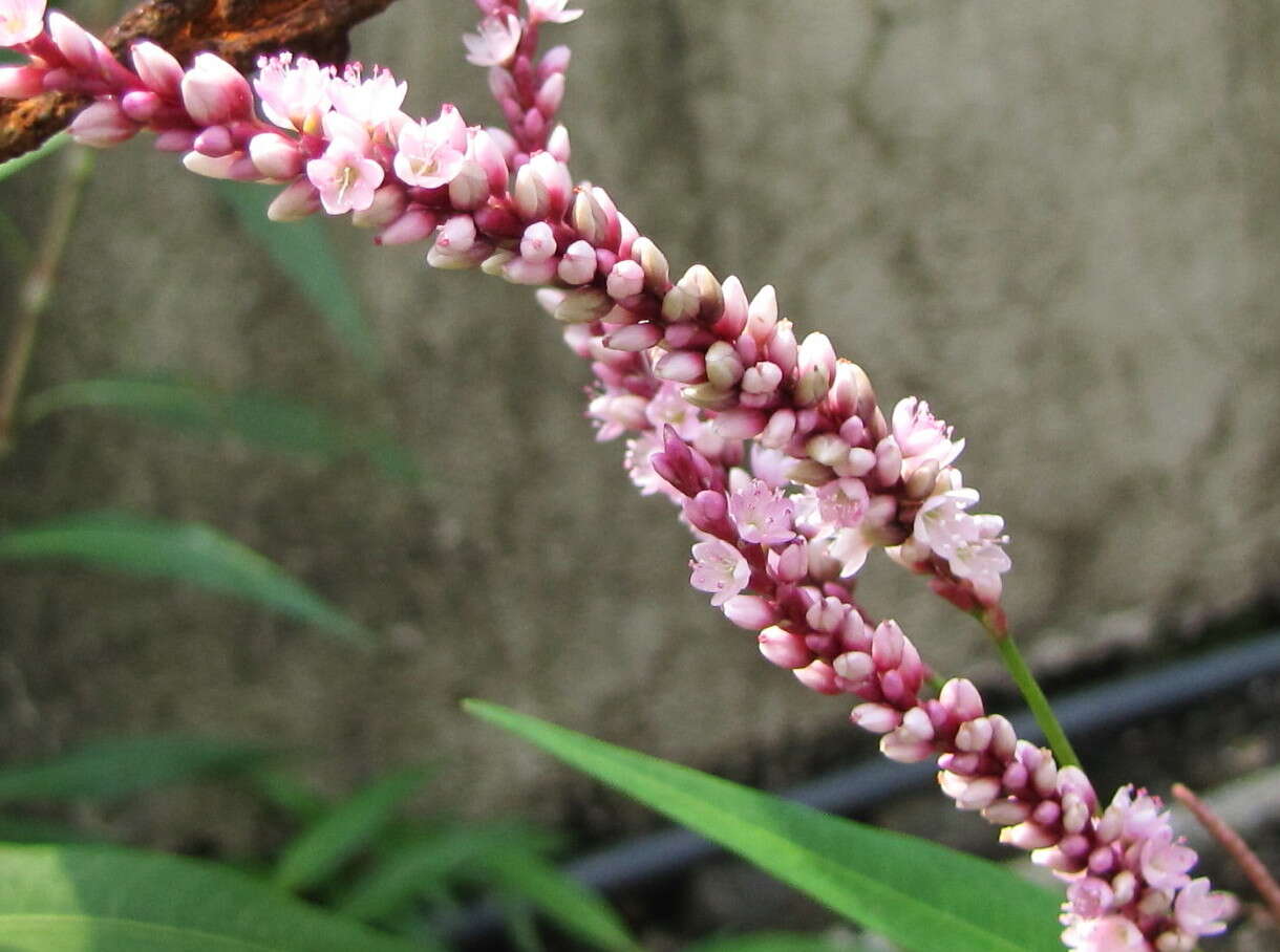 صورة Persicaria glabra (Willd.) Gomez de la Maza