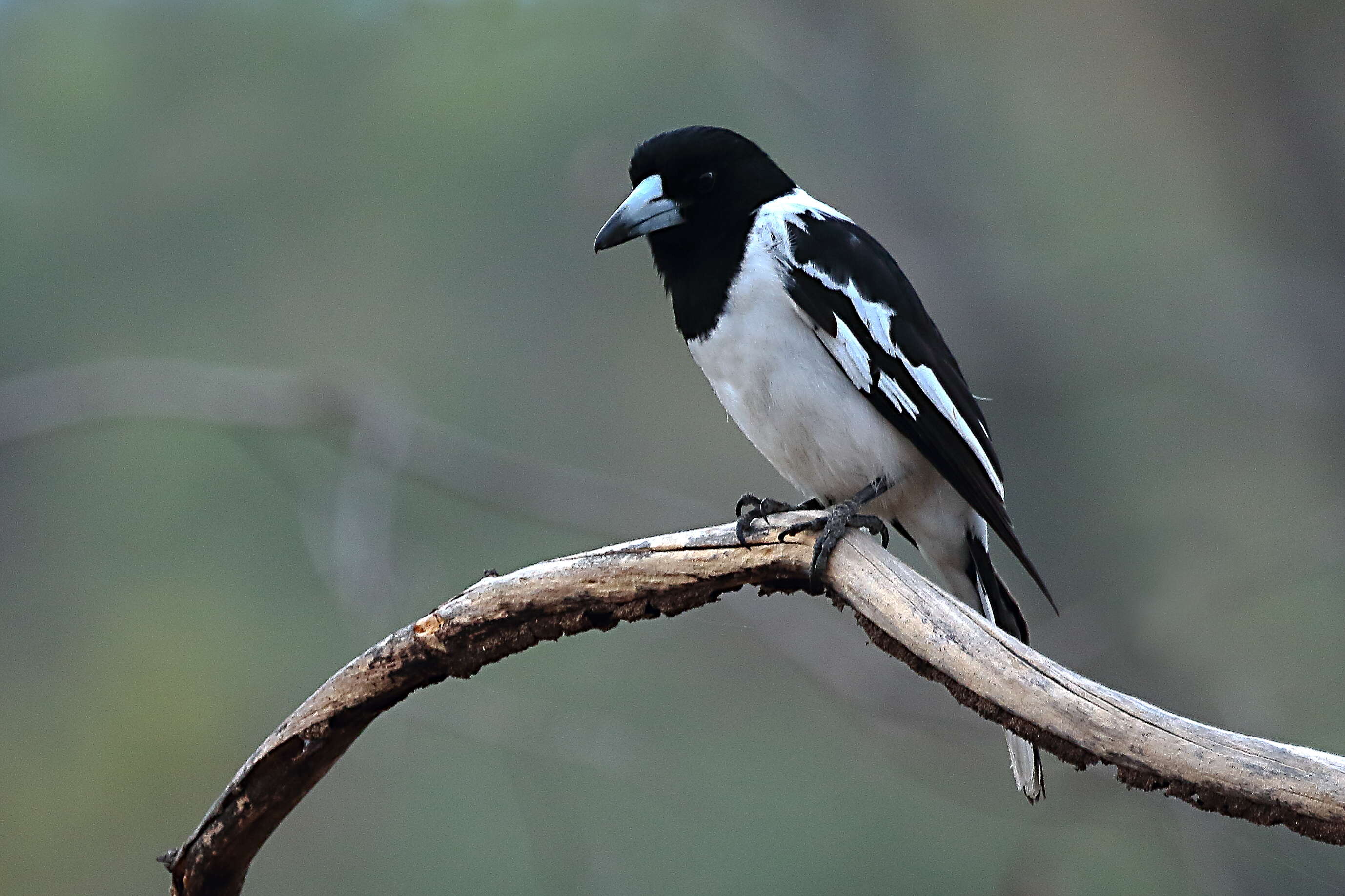 Imagem de Cracticus nigrogularis (Gould 1837)