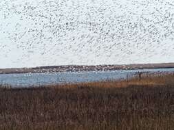 Imagem de Anser caerulescens (Linnaeus 1758)