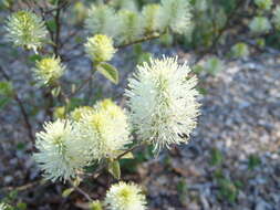 Imagem de Fothergilla major (Sims) Lodd.