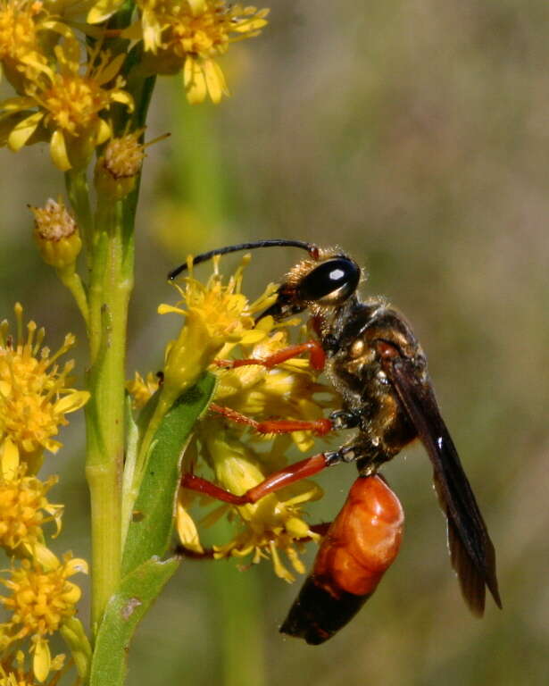 Image of Great Golden Digger Wasp